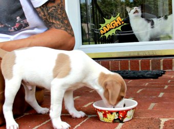 Mild-Mannered Friendly Cat Goes Nuts After The Family Get A New Puppy Dog