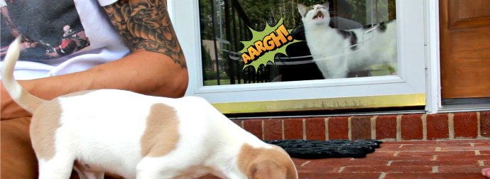 Mild-Mannered Friendly Cat Goes Nuts After The Family Get A New Puppy Dog