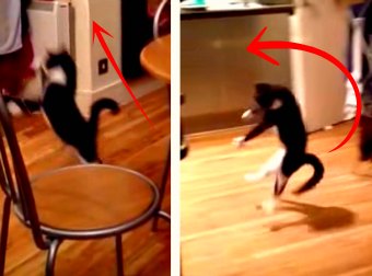 Cat Does A Weird Walk-Hop-Jump-Bounce Move 18 Seconds Into This Hilariously Viral Cat Video