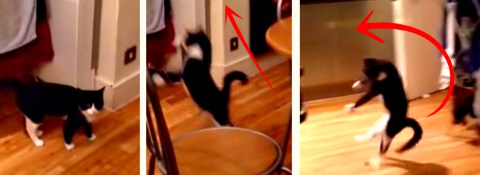 Cat Does A Weird Walk-Hop-Jump-Bounce Move 18 Seconds Into This Hilariously Viral Cat Video