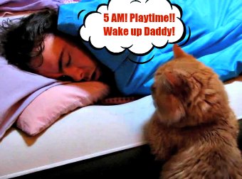 Cat Wakes Up His Cat-Dad At 5AM In The Mostly Adorably Cute Way So He Can Play