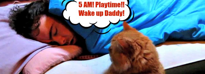 Cat Wakes Up His Cat-Dad At 5AM In The Mostly Adorably Cute Way So He Can Play