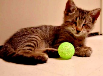 Blind Kitten Receives His Very First Toy And Goes Nuts Playing With It