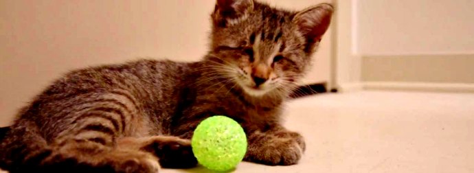 Blind Kitten Receives His Very First Toy And Goes Nuts Playing With It