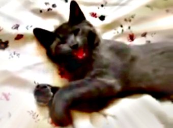 Every Night Owl Can Relate To This. Watch How This Cat Refuses To Get Out Of Bed