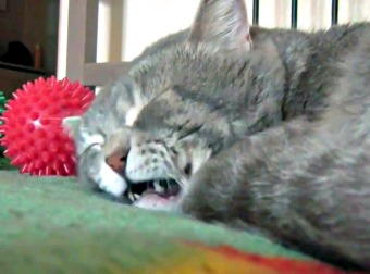 Sleeping Cat Quacks & Flickers His Whiskers Every-time Someone Coughs