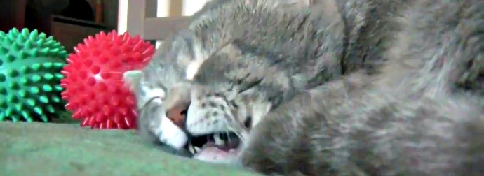 Sleeping Cat Quacks & Flickers His Whiskers Every-time Someone Coughs