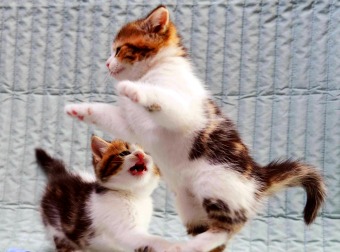 Watch This Super-Cute Video Of A Bunch Of Kittens Tearing Down A Baby House Toy