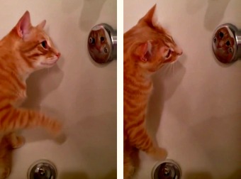 Orange Tabby Cat Grooms And Checks Herself Out In Shower Knob Mirror