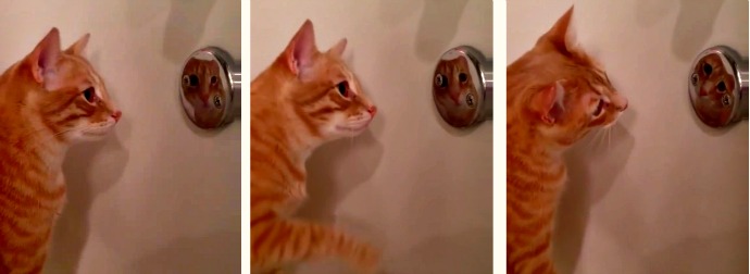 Orange Tabby Cat Grooms And Checks Herself Out In Shower Knob Mirror