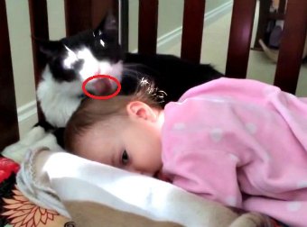 Cat Thinks Baby Is Her Kitten And Start Grooming Her With A Spit-Shine Treatment