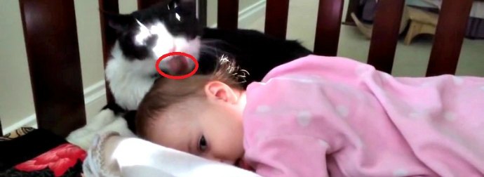 Cat Thinks Baby Is Her Kitten And Start Grooming Her With A Spit-Shine Treatment