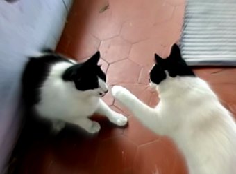 2 Nearly Identical Twin Cats Argue, Then Fight. Watch How It Went Down!