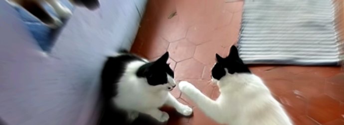 2 Nearly Identical Twin Cats Argue, Then Fight. Watch How It Went Down!