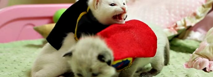 These 2 Kitten Starring in The Batman Vs Superman Movie Will Melt Your Heart