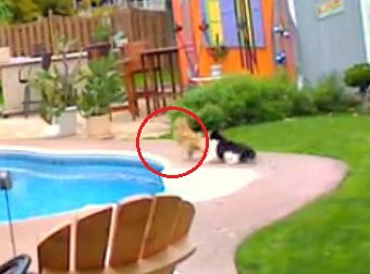 Summer Is Here! Watch How This Tuxedo Cat Gets His Baby Sister Ready For it.