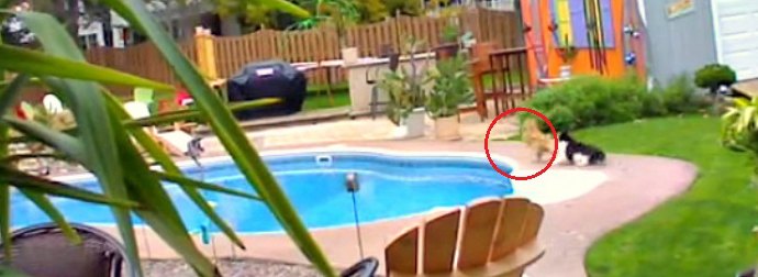 Summer Is Here! Watch How This Tuxedo Cat Gets His Baby Sister Ready For it.