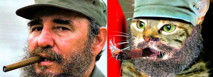 Fidel Catstro? Kitty Counterpart Of Brutal Cuban Dictator Appears On The Internets.