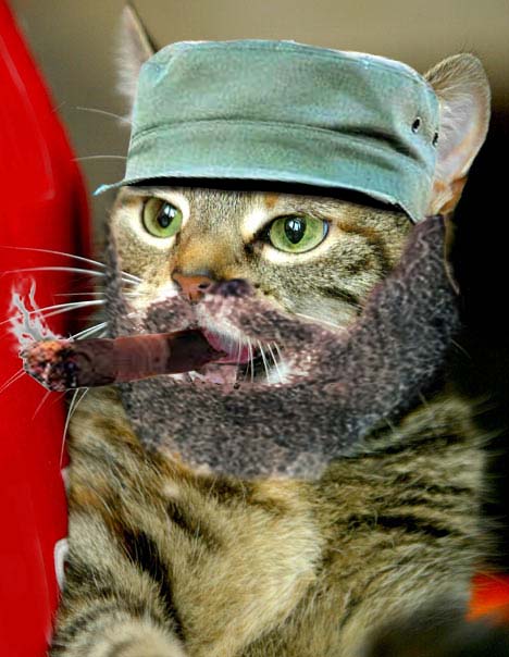 fidel catstro dictator cat portrait