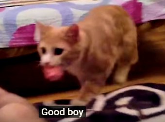 If You Think Only Dogs Can Be Trained To "Fetch", This Russian Cat Will Prove You Wrong.