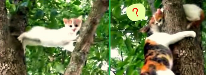 Training Day? Watch Mama Cat Whisper Instructions To Baby Kitten Stranded On Tree Top.