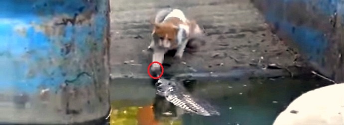 Indian Cat Encounters A Live Alligator In A Pond. What Happens Next Will Send Shivers Down Your Spine.