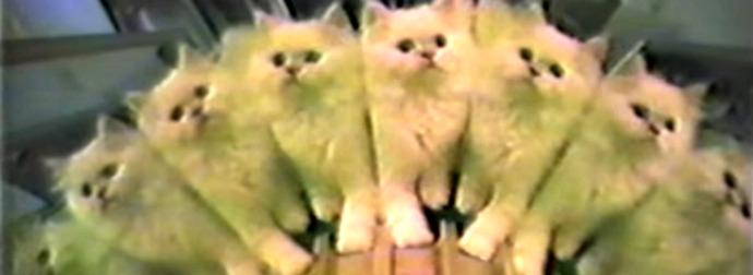 Cat Sees 9 of Himself, Starts Tripping Like Lil Wayne. I'm still laughing.