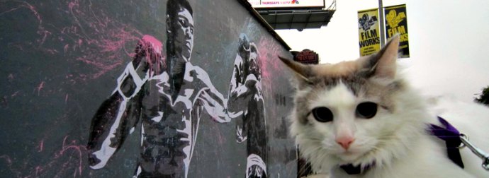 #MeowhammadAli Day? Cats Around The World Relive Their Best Fights To Honor The Greatest