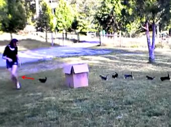 When They Heard About The Kitten Film Festival, These 13 Kitten Performed Something Really Cool!