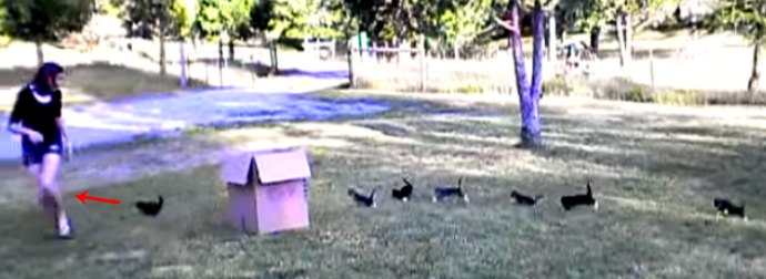 When They Heard About The Kitten Film Festival, These 13 Kitten Performed Something Really Cool!