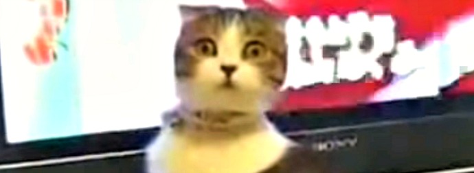Scottish Fold Kitty Totally Freaks Out While Watching A TV Soap Opera. Must Watch!
