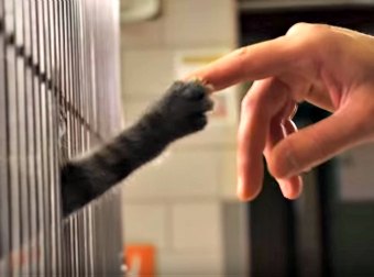 Yep. This Cute, Heart-warming Rescue Kittens Ad Will Make You Come Home With A Dozen Kittens!