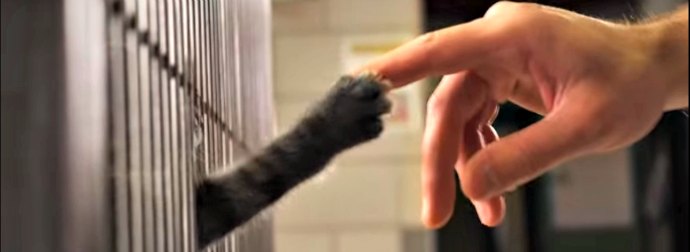 Yep. This Cute, Heart-warming Rescue Kittens Ad Will Make You Come Home With A Dozen Kittens!