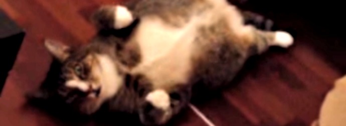 When You See His Bro's Reactions To This Cat Exposing Himself, You'll Be On The Floor Laughing