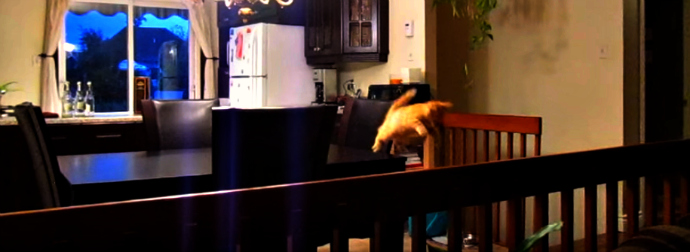 White Men Can't Jump, But What About Orange Cats? Let's Find Out!