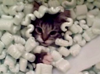 Upset At The Styrofoam Ban, This Kitty Cried All Night. So His Cat-Mom Let Him Swim 1 Last Time.