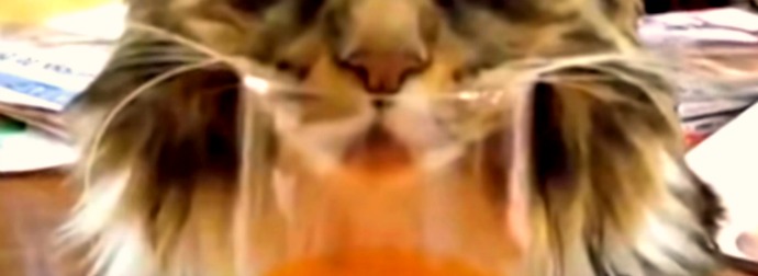 This Calico Cat Looks Like She's Drinking OJ, But What If I Told You She Ain't Even Awake?