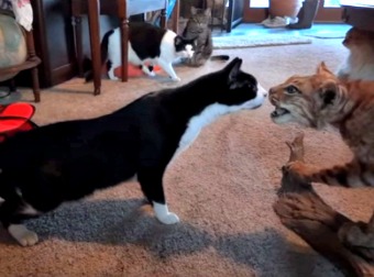 These 4 Cats Reacting To A Mysterious Intruder Will Have You On The Floor Laughing.
