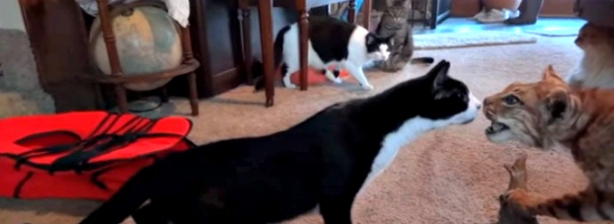 These 4 Cats Reacting To A Mysterious Intruder Will Have You On The Floor Laughing.