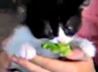 Kids Refusing To Eat Their Greens? Show Them This And They'll Be Begging You For Broccoli.