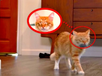 This Cat Foster Mom Takes In Blind Cats And Does Something Amazing To Help Them