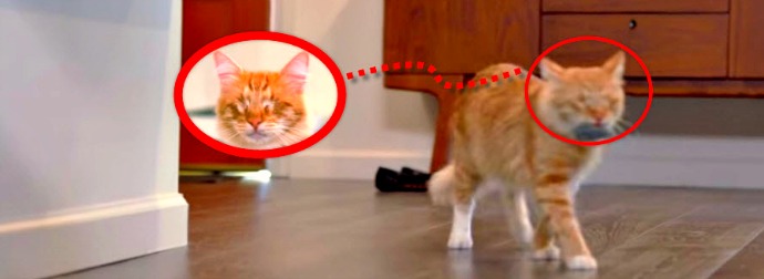 This Cat Foster Mom Takes In Blind Cats And Does Something Amazing To Help Them