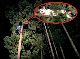This Tree Climber Was Called in For a Special Mission. Did He Succeed?