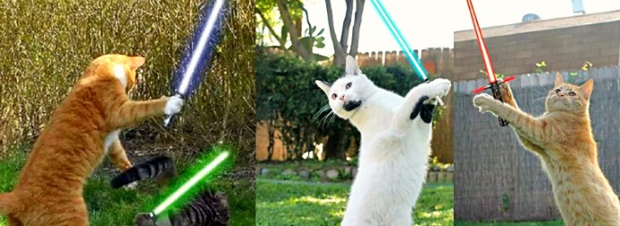 Watch These Jedi Cats Celebrate #MayThe4th StarWars Day