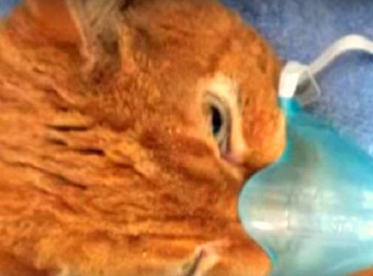 She Rescued Him On His Execution Day. 11 Years Later He Saved Her From A Deadly Fire