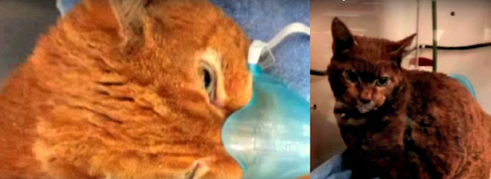 She Rescued Him On His Execution Day. 11 Years Later He Saved Her From A Deadly Fire