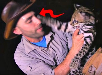 Rare Dwarf Leopard Cat Attacks Adventurer In The Jungle, Then They Become BFFs. Adorable!