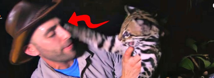 Rare Dwarf Leopard Cat Attacks Adventurer In The Jungle, Then They Become BFFs. Adorable!