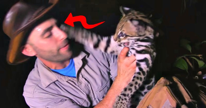 Rare Dwarf Leopard Cat Attacks Adventurer In The Jungle, Then They