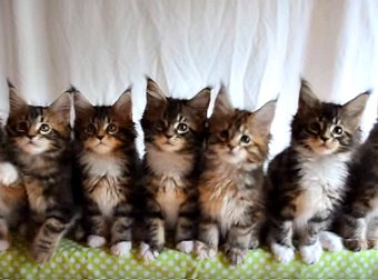 Purr-fect rhythm? These 7 Cute Kittens Move In Perfection Unision, Then #BreakTheInternet AWWW!
